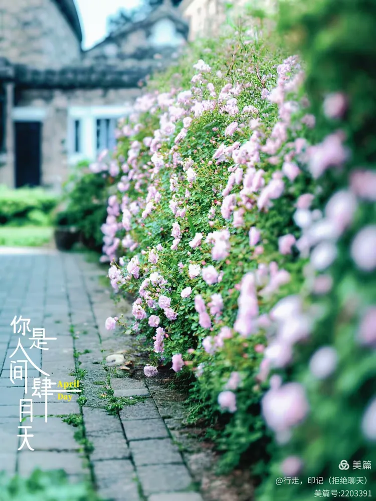 你是人间四月天